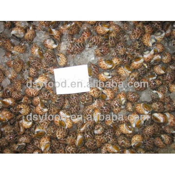 Frozen Tiger Snail Price